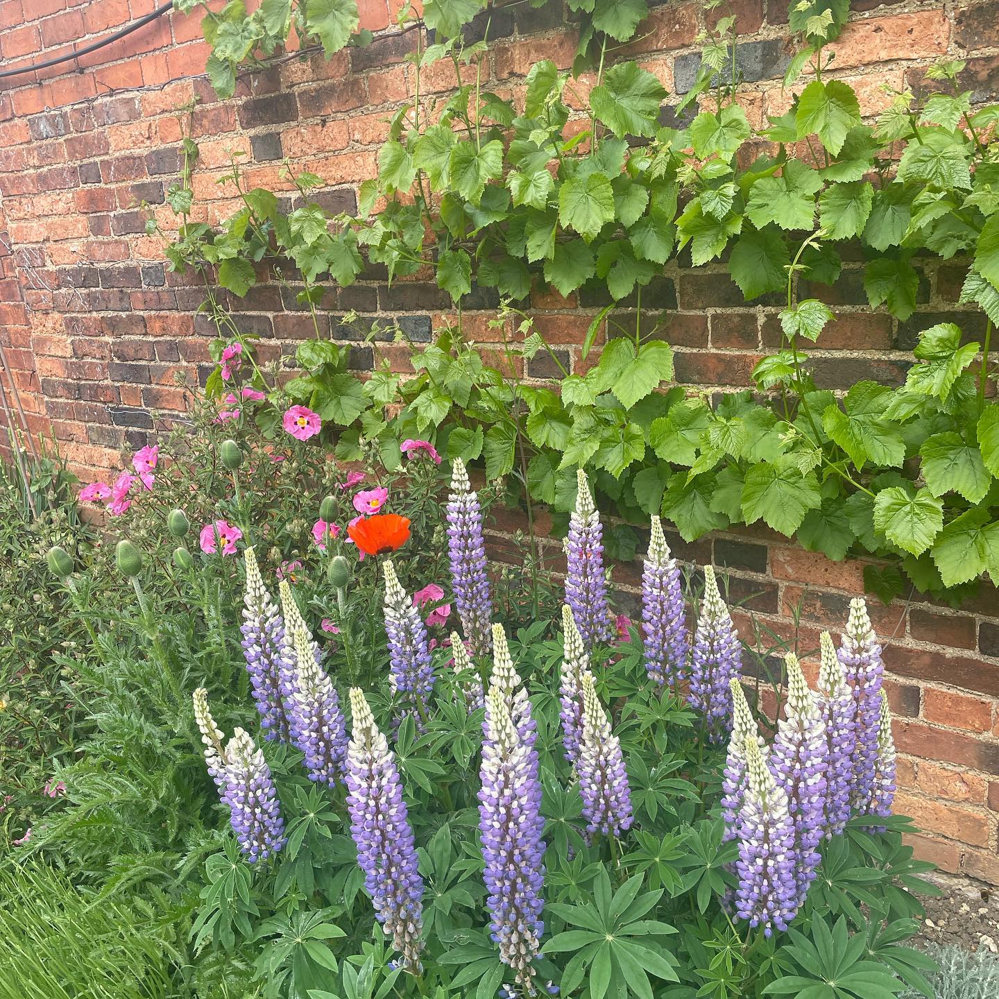 Profile Picture for Emily