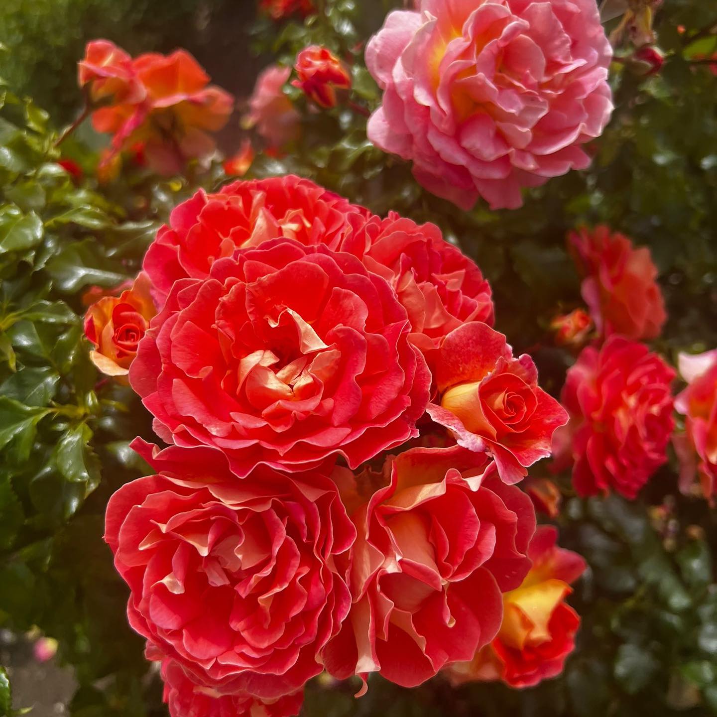 Profile Picture for Debbie