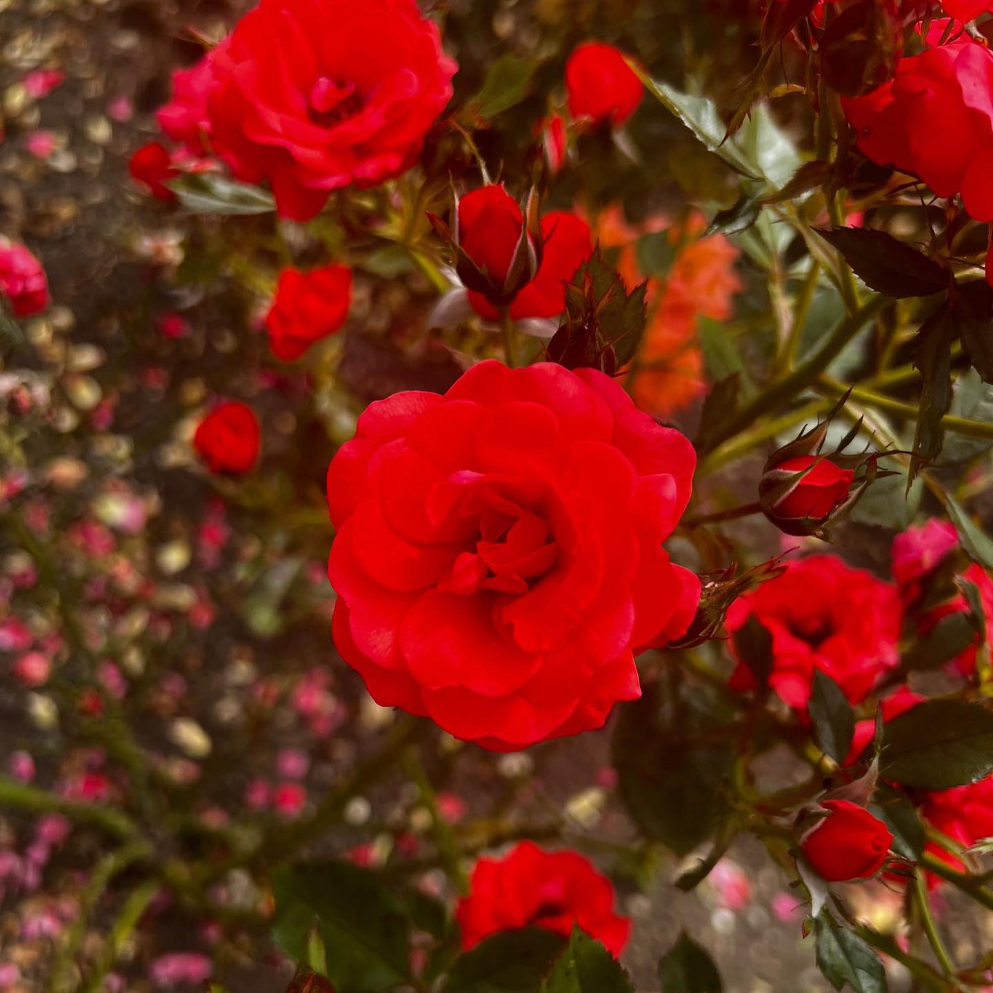 Profile Picture for Janine