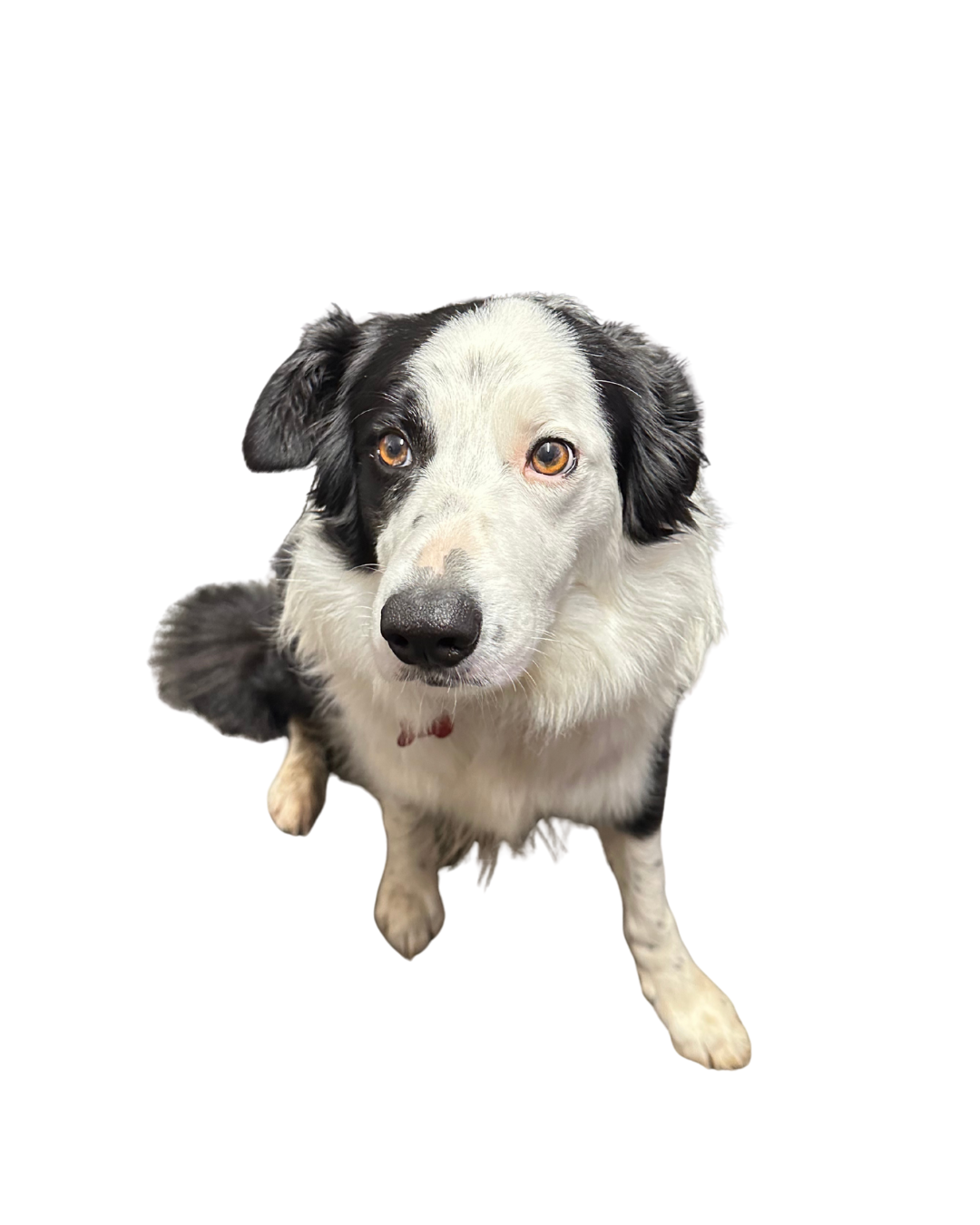 Profile Picture for Pheobe